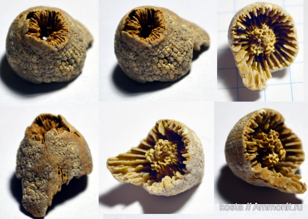 кораллы, Rugosa