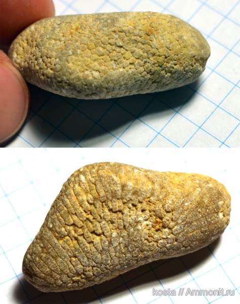 кораллы, Tabulata