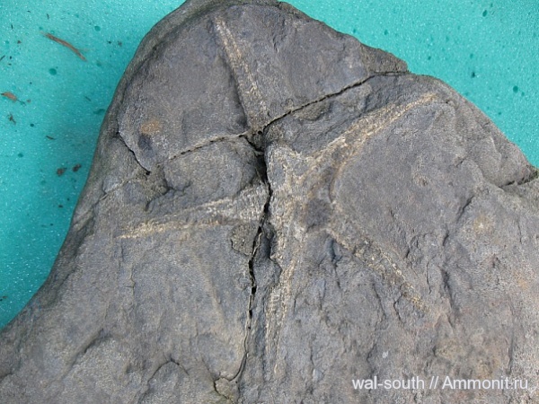 морские звезды, Крым, рифы