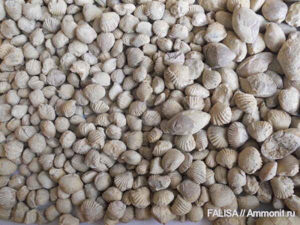 мезозой, Rhynchonellida