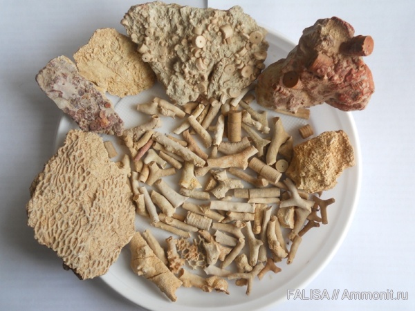 иглокожие, карбон, палеозой