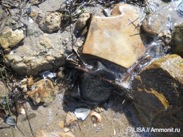 позвоночные, миоцен