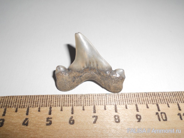 палеоцен, камышинская свита