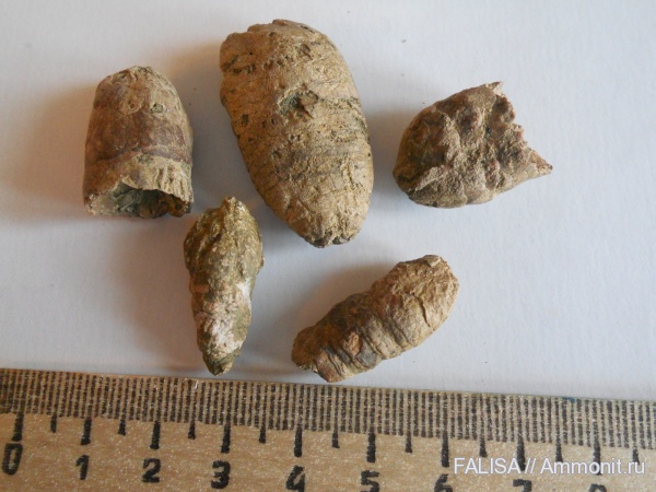 акулы, копролиты, маастрихт, Maastrichtian, sharks