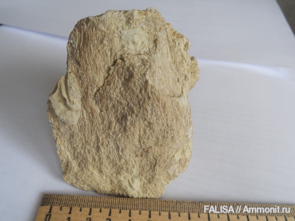 юра, Serpulidae, Jurassic