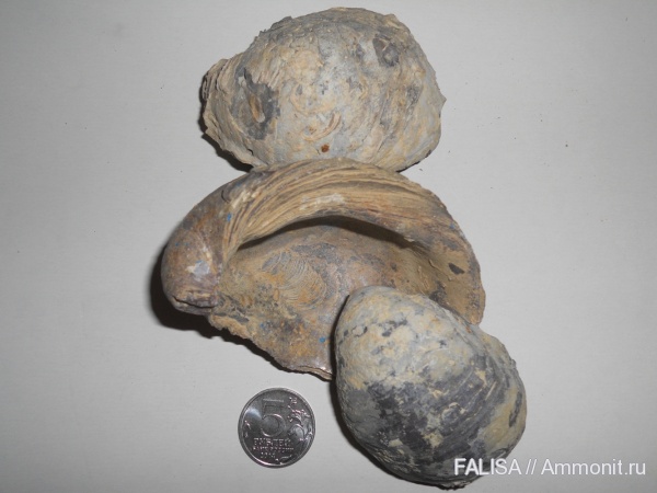 двустворчатые моллюски, грифеи