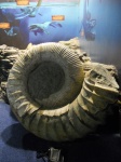 Аммонит в Волгоградском Океанариуме !!!???
