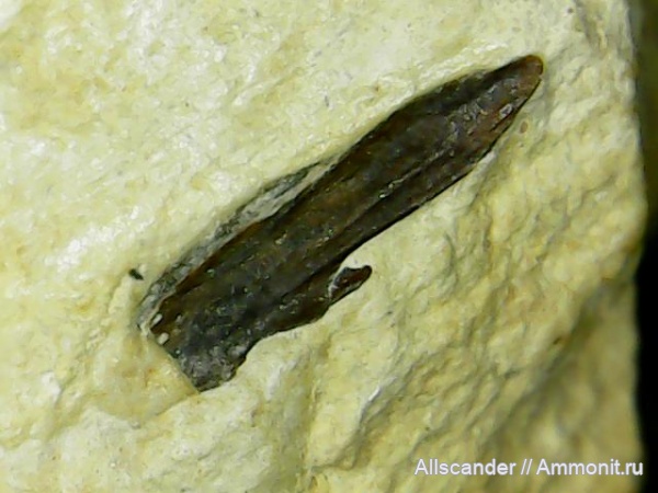 карбон, рыбы, нижний карбон, чешуя, fish-scale