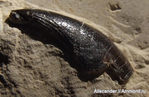 карбон, рыбы, зубы, Holocephali