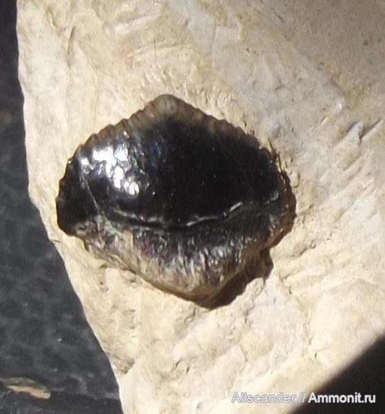 рыбы, Chondrichthyes, Petalodontiformes, зубы рыб