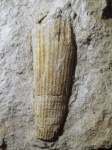 Thoracoceras sp.