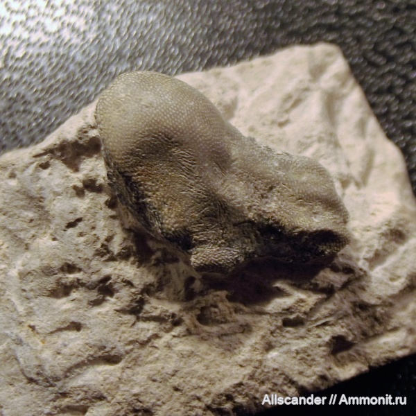 карбон, рыбы, зубы, нижний карбон, Poecilodus, Cochliodontiformes, визейский ярус