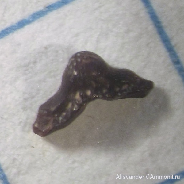 карбон, нижний карбон, Helodus, зубы рыб, визейский ярус