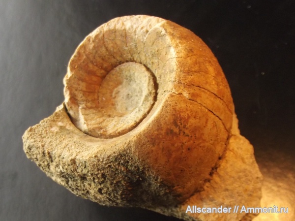 карбон, нижний карбон, Nautiloidea, Nautilida, cephalopoda, визейский ярус