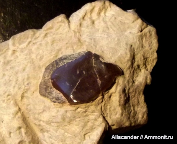 карбон, рыбы, нижний карбон, Sarcopterygii, чешуя, чешуя рыб