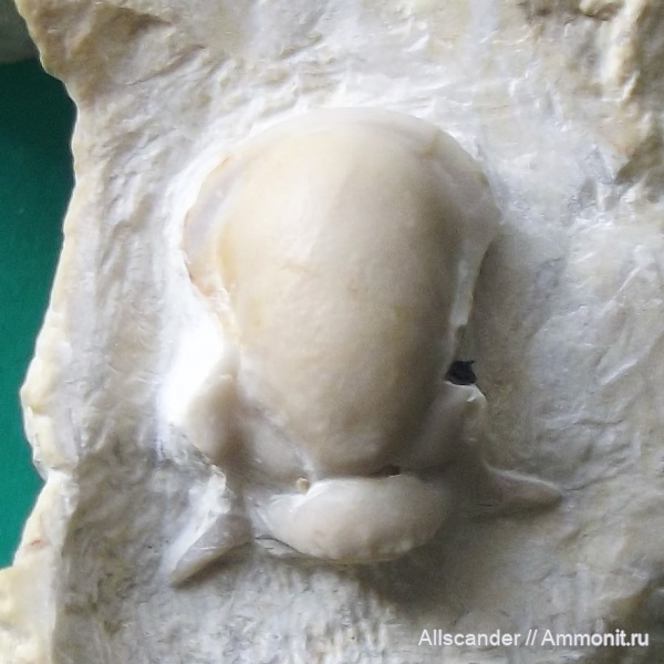 трилобиты, карбон, стешевский горизонт, кранидий, серпуховский ярус, Proetidae, Ditomopyginae, Paladin mucronatus