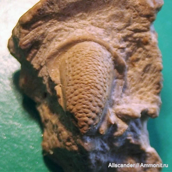 трилобиты, карбон, кранидий, Paladin, визейский ярус, Proetidae, тульский горизонт