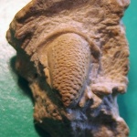 Кранидий нижнекарбонского трилобита Paladin sp. (?)