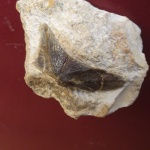 Дорсолатеральная кость птиктодонтиды  (Ptyctodontidae)