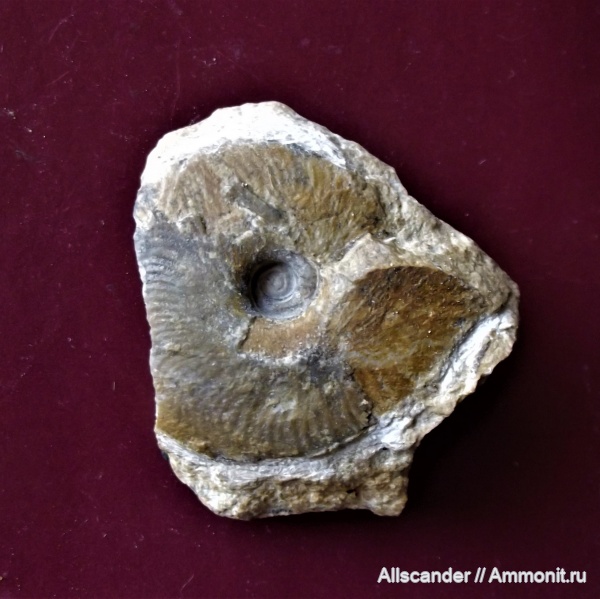 моллюски, карбон, нижний карбон, визейский ярус, Beyrichoceratoides redensdalense