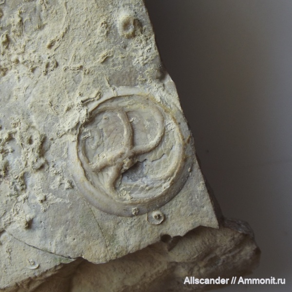 иглокожие, девон, верхний девон, Echinodermata, фамен, Edrioasteroidea, Lepidodiscus