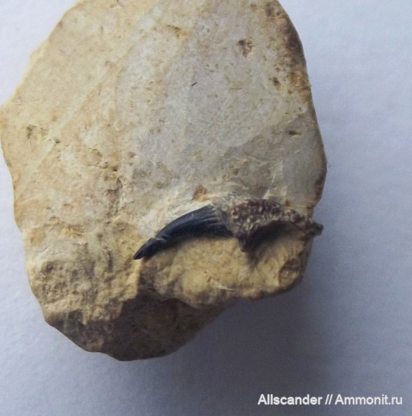 рыбы, зубы рыб