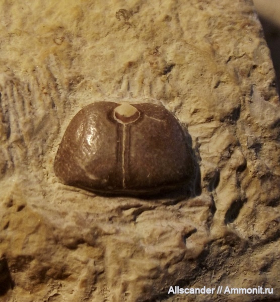 девон, рыбы, верхний девон, плакодермы, фамен, лебедянский горизонт