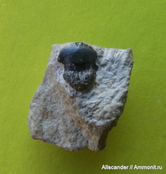 карбон, рыбы, зубы, нижний карбон, Petalodontiformes, визейский ярус