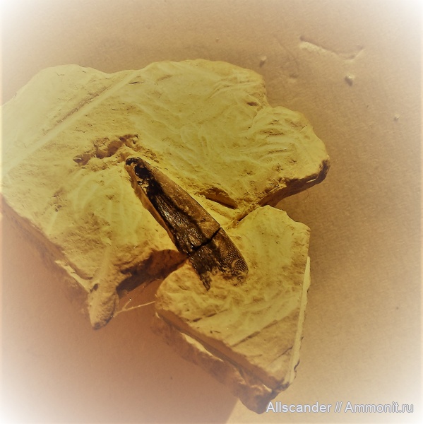 карбон, рыбы, нижний карбон, Cochliodontiformes, визейский ярус, шипы рыб