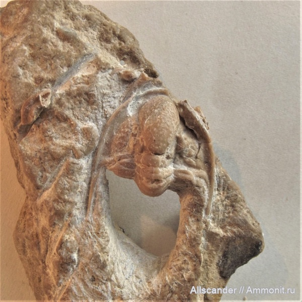 трилобиты, карбон, Paladin, визейский ярус