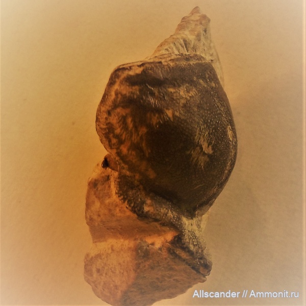 карбон, рыбы, нижний карбон, Cochliodontiformes, зубы рыб, визейский ярус