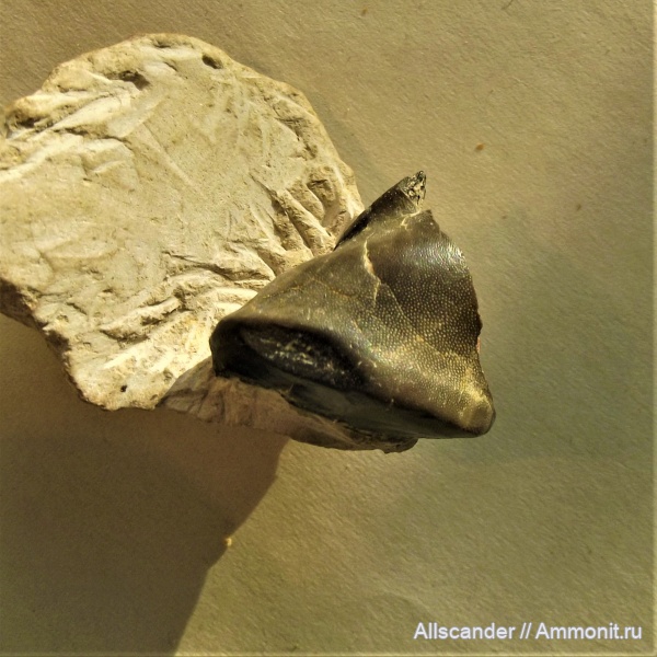 карбон, рыбы, нижний карбон, Menaspiformes, зубы рыб, Deltoptychius