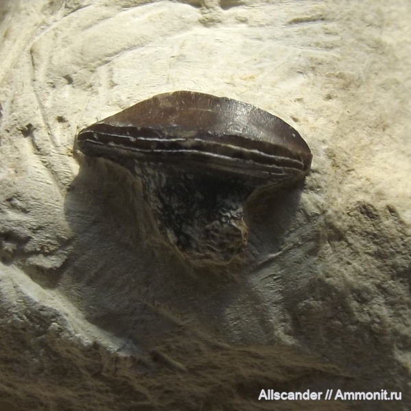 Petalodontiformes, Petalodus, зубы рыб, Petalodontidae