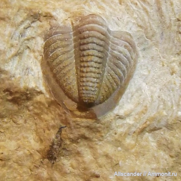 Proetida, Trilobita, тульский горизонт, Linguaphillipsia, Linguaphillipsia tulensis