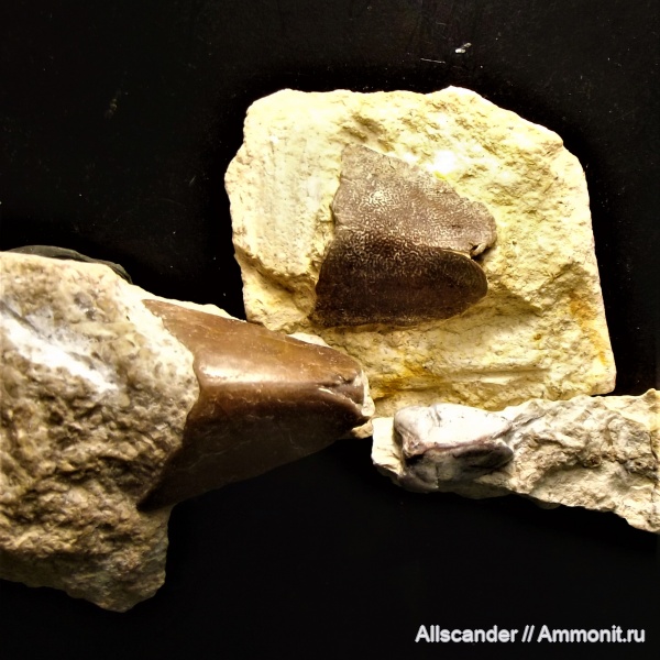 фамен, лебедянский горизонт, PTYCTODONTIDAE