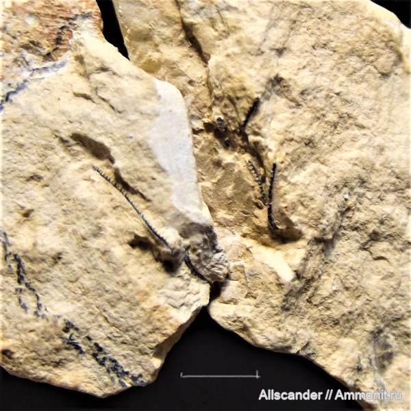 жаберные лепестки