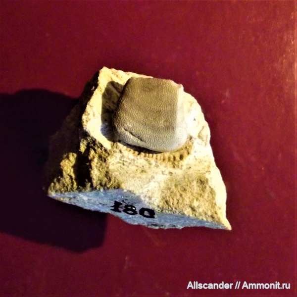 Cochliodontiformes, Psephodus, зубы рыб, Psephodontidae