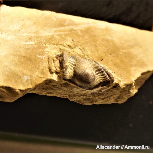 рыбы, Chondrichthyes, визе, Cochliodontiformes, зубы рыб