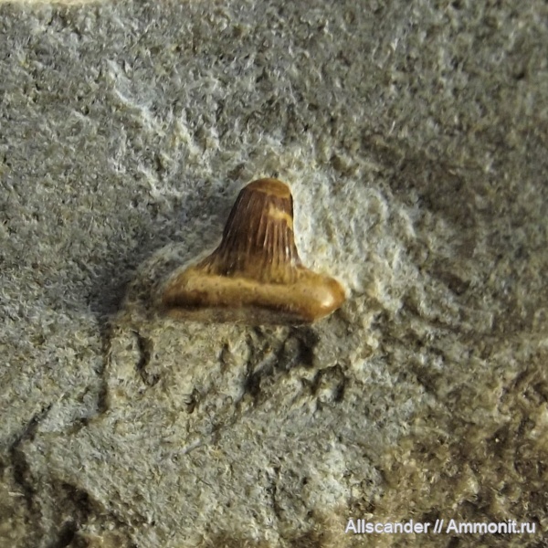 визе, Ctenacanthiformes, зубы рыб