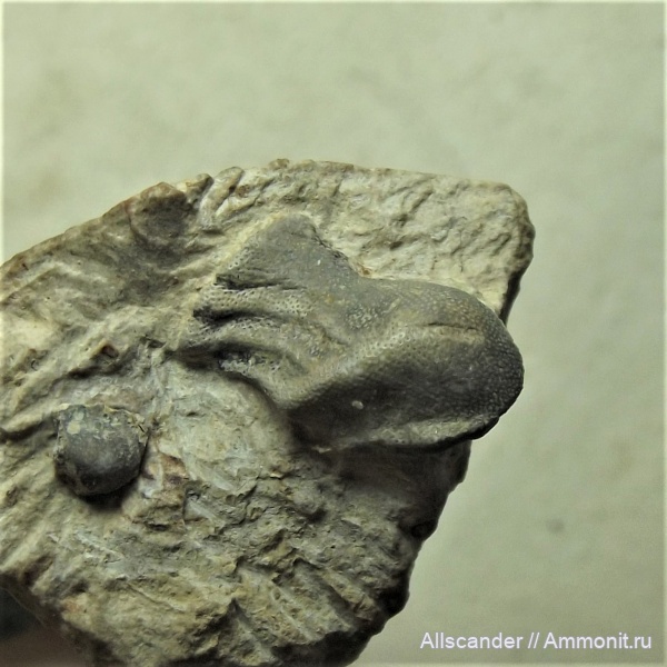 рыбы, Cochliodontiformes, зубы рыб