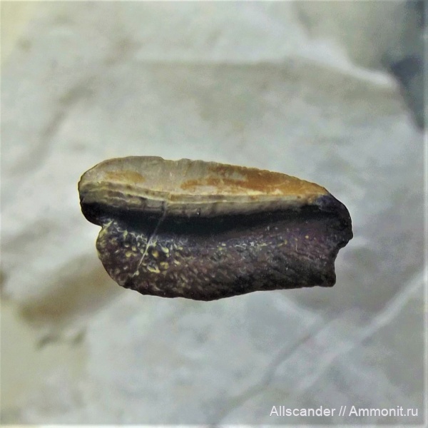 визе, Petalodontiformes, зубы рыб