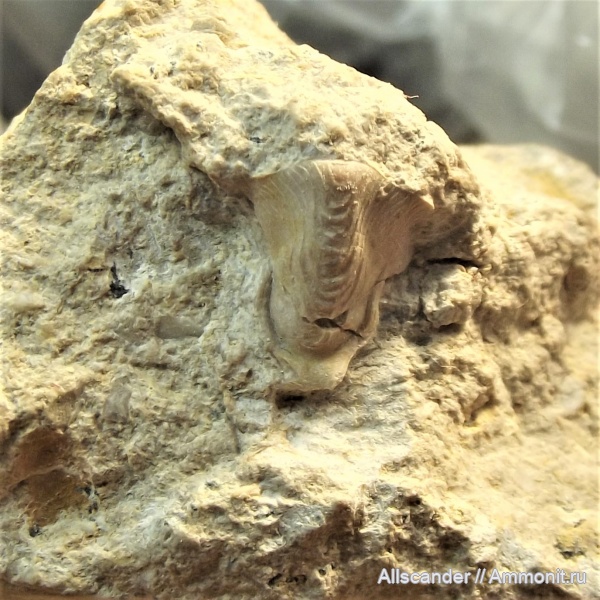 трилобиты, визе, гипостома, Paladin, Trilobita, Ditomopyginae