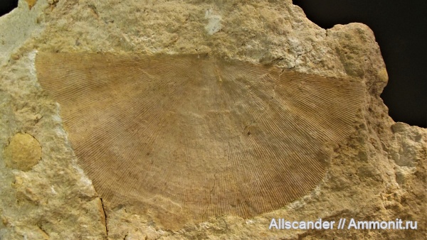 визе, Chonetida, Megachonetes