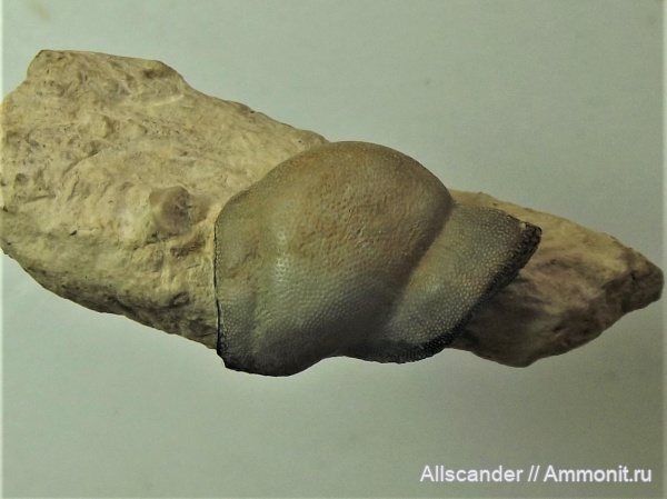 Chondrichthyes, зубы рыб, Deltoptychius, Menaspidae