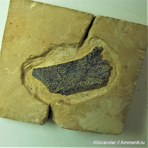 визейский ярус, покровные элементы рыб