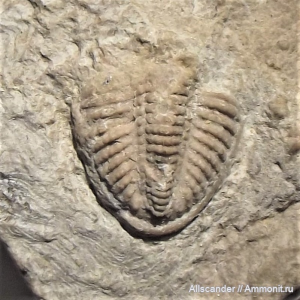 пигидий, Proetida, Phillipsiinae, Eocyphinium