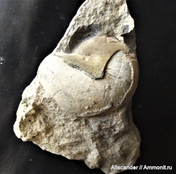 Nautiloidea, Liroceras, Nautilida, Liroceratidae