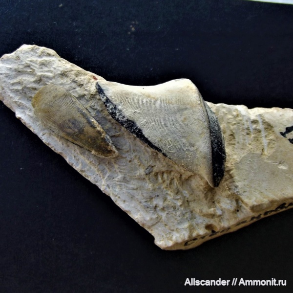 визе, Platyxystrodus, зубы рыб, тульский горизонт