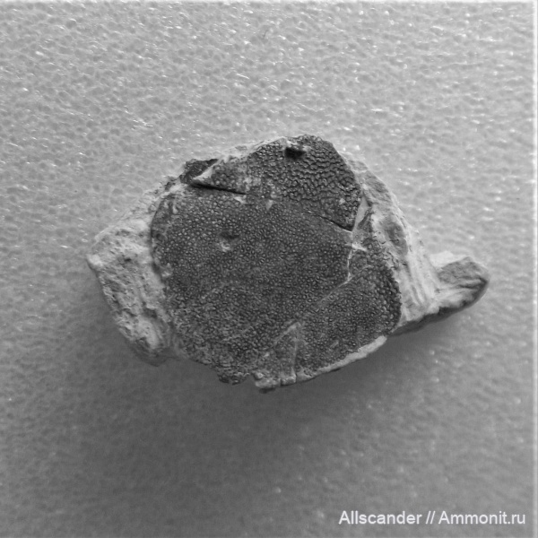 Chondrichthyes, визе, Cochliodontiformes, зубы рыб