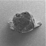 Рыбный фрагмент из глинистого прослоя (предварительно - михайловский горизонт)